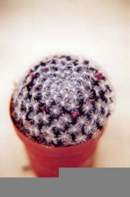 Mammillaria Lasiacantha.jpg